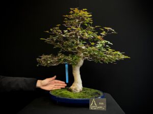 PS20-01 Acer burguerianum