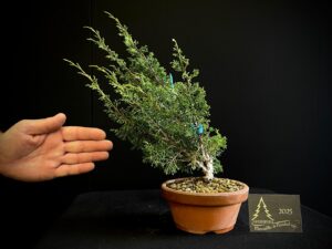 YB24-06 JUNIPERUS ITO