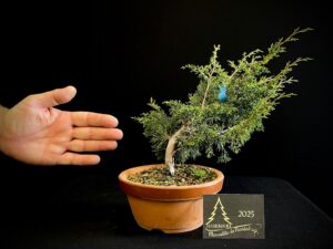 YB24-07 JUNIPERUS ITO