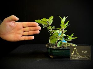 24. YB24-25 PYRACANTA