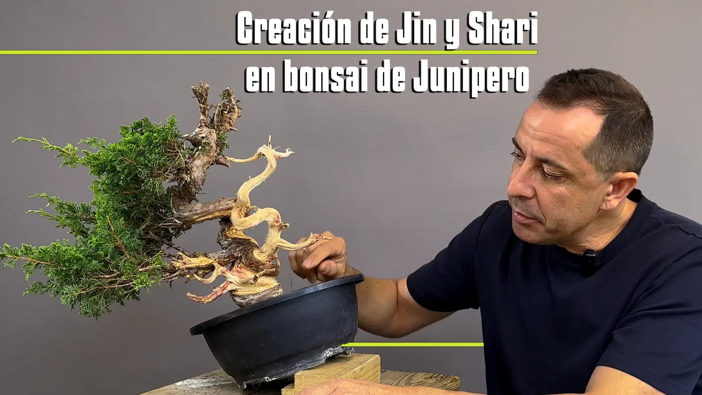 Itoigawa: definiendo la vena viva y el esqueleto del bonsái