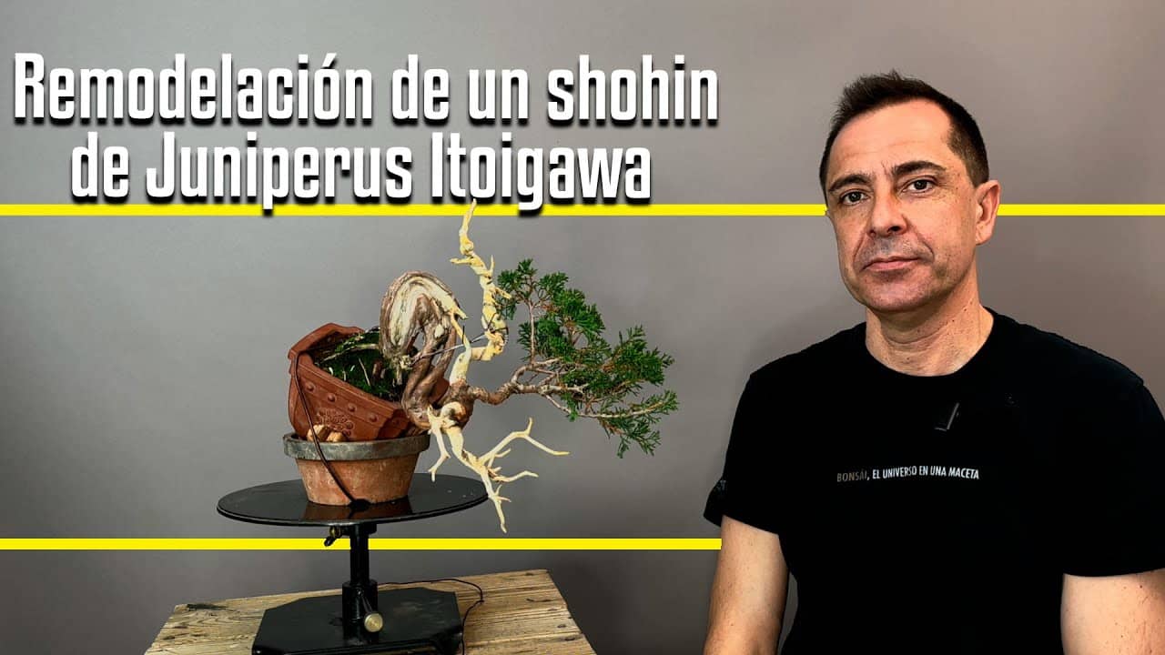 Remodelación de un Shohin de Juniperus Itoigawa