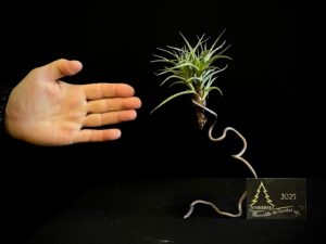 AR21-03 TILLANDSIA