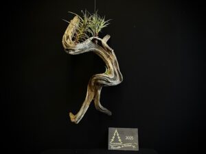 AR21-04 TILLANDSIA