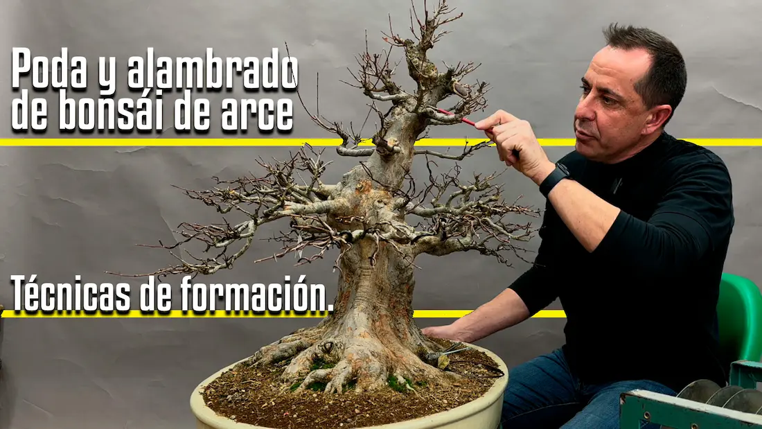 Guía completa de poda y alambrado para bonsái de arce