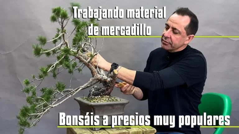 Cómo transformar bonsáis económicos: guía práctica con material de mercadillo