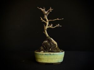 26I-AK-01 (8) ACER BUERGERIANUM BONSAI TREE