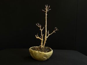 26I-AK-01 (9) ACER BUERGERIANUM BONSAI TREE