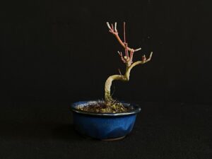 26I-AK-02 (10) ACER PALMATUM VAR. PALMATUM BONSAI TREE