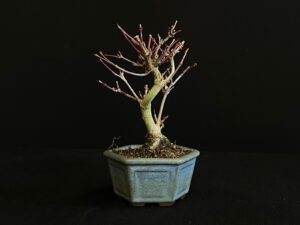 26I-AK-02 (1) ACER PALMATUM VAR. PALMATUM BONSAI TREE
