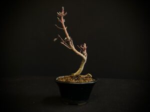 26I-AK-02 (4) ACER PALMATUM VAR. PALMATUM BONSAI TREE