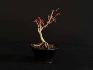 ACER PALMATUM VAR. PALMATUM BONSAI TREE