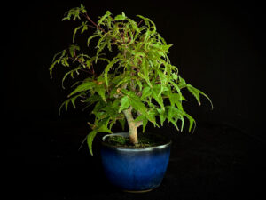 ACER PALMATUM DESHOJO