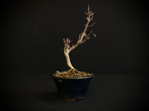 26I-AK-02 (4) ACER PALMATUM VAR. PALMATUM BONSAI TREE