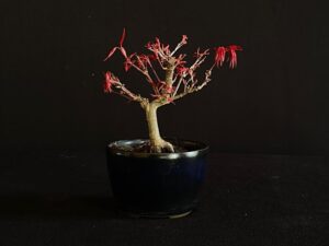 ACER PALMATUM VAR. PALMATUM BONSAI TREE