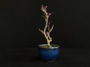 26I-AK-02 (5) ACER PALMATUM VAR. PALMATUM BONSAI TREE