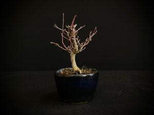 26I-AK-02 (2) ACER PALMATUM VAR. PALMATUM BONSAI TREE