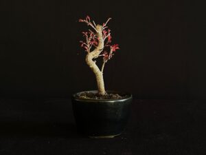 ACER PALMATUM VAR. PALMATUM BONSAI TREE