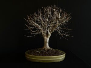 26I-IU01 ZELKOVA SERRATA