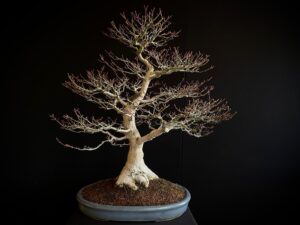 26I-IU02 ACER PALMATUM