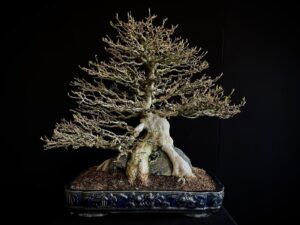 26I-IU07 ACER BUERGERIANUM