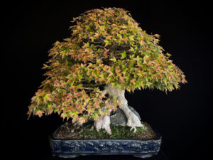 ACER BUERGERIANUM