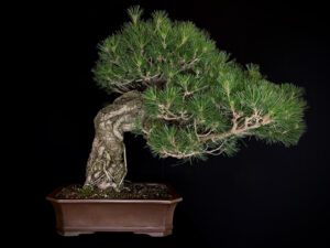 Vista trasera del bonsái Pinus thunbergii (Pino negro japonés) Ref. 26I-IU08 mostrando la ramificación posterior y copa de acículas