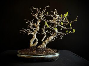 26I-IU12 CHAENOMELES SINENSIS