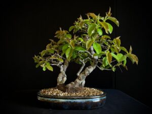 CHAENOMELES SINENSIS