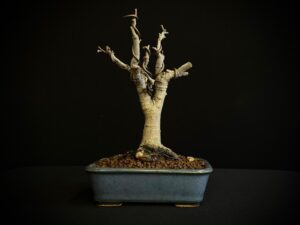 26I-IU15 ZELKOVA SERRATA