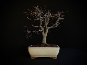 26I-IU15 ZELKOVA SERRATA