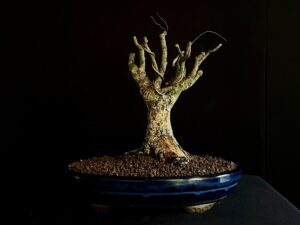 26I-IU16 ZELKOVA SERRATA