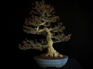 26I-IU17 ACER BUERGERIANUM