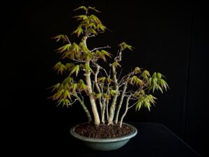 ACER PALMATUM