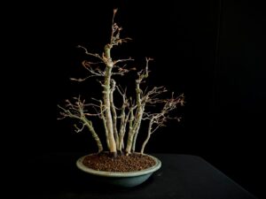 26I-IU20 ACER PALMATUM