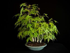 ACER PALMATUM