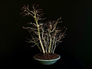 26I-IU20 ACER PALMATUM