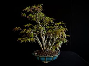 ACER PALMATUM