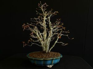 26I-IU21 ACER PALMATUM