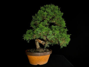 JUNIPERUS CHINENSIS