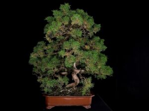 JUNIPERUS CHINENSIS