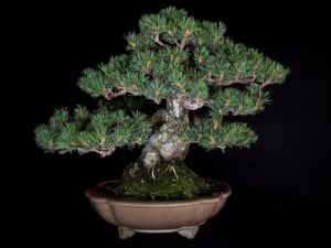 PINUS PENTHAPYLLA ZUISHO