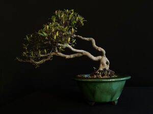 26I-NG05 RHODODENDRON INDICUM