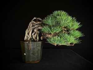 PINUS PENTHAPYLLA NASU