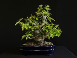 CHAENOMELES SINENSIS