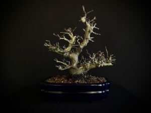 26I-NG10 CHAENOMELES SINENSIS