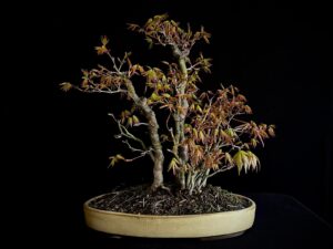 ACER PALMATUM
