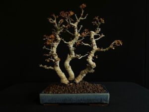 26I-NG14 ACER PALMATUM