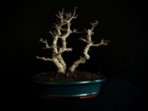 26I-NG14 ACER PALMATUM