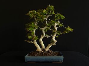 ACER PALMATUM KOTOHIME